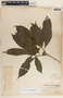 Stemmadenia donnell-smithii image