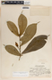Stemmadenia donnell-smithii image
