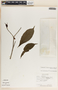 Stemmadenia donnell-smithii image
