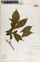 Stemmadenia donnell-smithii image