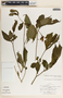 Stemmadenia donnell-smithii image