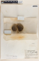 Stemmadenia donnell-smithii image