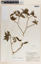 Stemmadenia donnell-smithii image