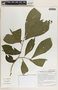 Stemmadenia donnell-smithii image