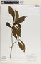 Stemmadenia donnell-smithii image