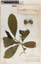 Stemmadenia donnell-smithii image