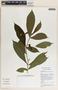 Stemmadenia donnell-smithii image