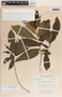 Stemmadenia donnell-smithii image