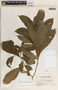 Stemmadenia donnell-smithii image