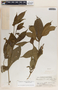 Stemmadenia donnell-smithii image