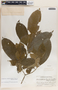 Stemmadenia donnell-smithii image