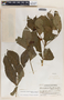Stemmadenia donnell-smithii image