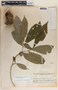 Stemmadenia donnell-smithii image
