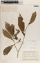 Stemmadenia donnell-smithii image