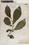 Stemmadenia donnell-smithii image