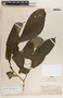 Stemmadenia donnell-smithii image