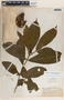 Stemmadenia donnell-smithii image