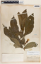 Stemmadenia donnell-smithii image