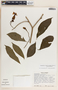 Stemmadenia donnell-smithii image