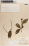 Stemmadenia donnell-smithii image