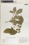 Stemmadenia donnell-smithii image