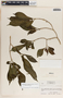 Stemmadenia donnell-smithii image