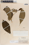 Stemmadenia donnell-smithii image