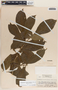 Stemmadenia donnell-smithii image