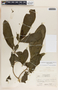 Stemmadenia donnell-smithii image