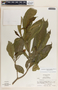 Stemmadenia donnell-smithii image