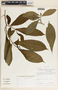 Stemmadenia donnell-smithii image