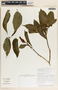 Stemmadenia donnell-smithii image