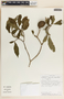 Stemmadenia donnell-smithii image