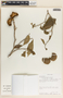 Stemmadenia donnell-smithii image