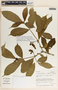 Stemmadenia donnell-smithii image