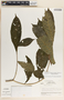 Stemmadenia donnell-smithii image