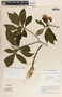 Stemmadenia donnell-smithii image