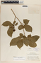 Stemmadenia donnell-smithii image