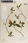 Stemmadenia donnell-smithii image