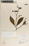 Stemmadenia donnell-smithii image