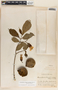 Stemmadenia donnell-smithii image