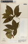 Stemmadenia donnell-smithii image
