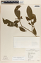 Stemmadenia donnell-smithii image
