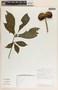 Stemmadenia donnell-smithii image