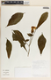 Stemmadenia donnell-smithii image