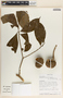 Stemmadenia donnell-smithii image