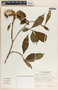 Stemmadenia donnell-smithii image