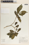Stemmadenia donnell-smithii image