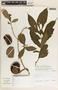 Stemmadenia donnell-smithii image