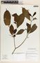Stemmadenia donnell-smithii image